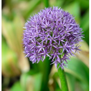 Nahaufnahme des violetten Zierlauch Globemaster (Allium macleanii) im Garten.