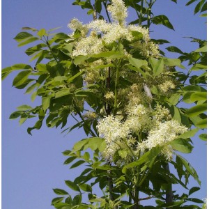 Blühende Blumenesche Mecsek (Fraxinus ornus) als Hochstamm, ca. 80-100cm hoch.