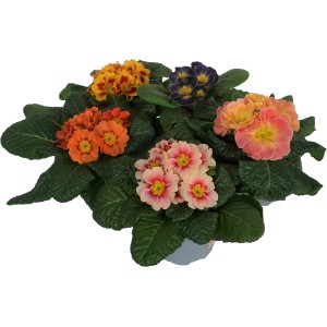 Bunte Kissen-Primel Sondersorten im Topf, verschiedene Farben, ideal für Frühjahrsbepflanzung.