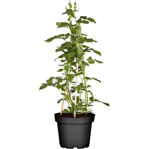 Kletterrose Rot, ca. 30-40 cm hoch im 3 l Topf, mit Rankhilfe.
