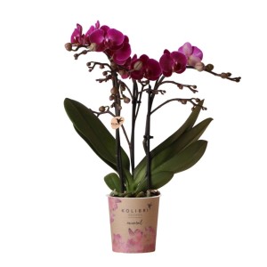 Lila Kolibri Orchidee Phalaenopsis im 9cm Topf. Elegante Zimmerpflanze mit farbintensiven Blüten.