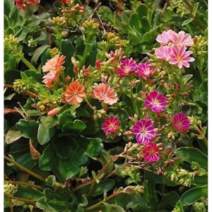 Bunte Bitterwurz Regenbogen Staude mit rosa, orangefarbenen und magentafarbenen Blüten für den Steingarten.