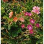 Bunte Bitterwurz Regenbogen Staude mit rosa, orangefarbenen und magentafarbenen Blüten für den Steingarten.