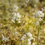 Nahaufnahme der Gänsekresse 'Old Gold' mit weißen Blüten und goldgelbem Laub. Bodendecker für Steingärten.