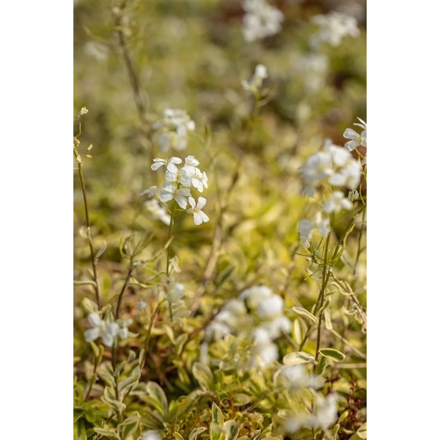 Nahaufnahme der Gänsekresse 'Old Gold' mit weißen Blüten und goldgelbem Laub. Bodendecker für Steingärten.