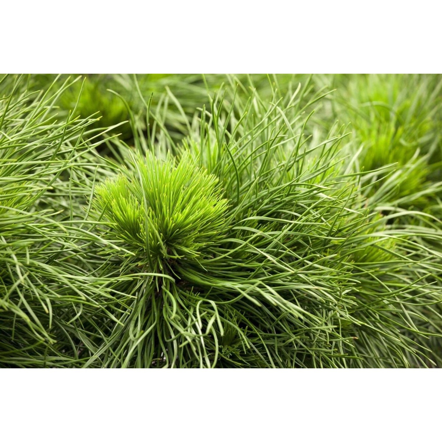 Pinus Mugo Varella Bergkiefer Kompakt 15–20 cm günstig online kaufen
