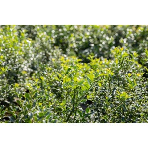 Ilex aquifolium 'Pyramidalis' Heckenpflanze, 80-100 cm, mit glänzend grünen Blättern.