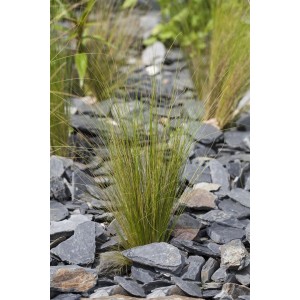 Stipa Tenuissima Federgras im 9x9 cm Topf, zarte grüne Halme zwischen grauen Steinen.