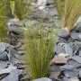 Stipa Tenuissima Federgras im 9x9 cm Topf, zarte grüne Halme zwischen grauen Steinen.