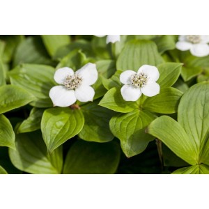 Teppich-Hartriegel Cornus Canadensis mit weißen Blüten und grünen Blättern als Bodendecker.