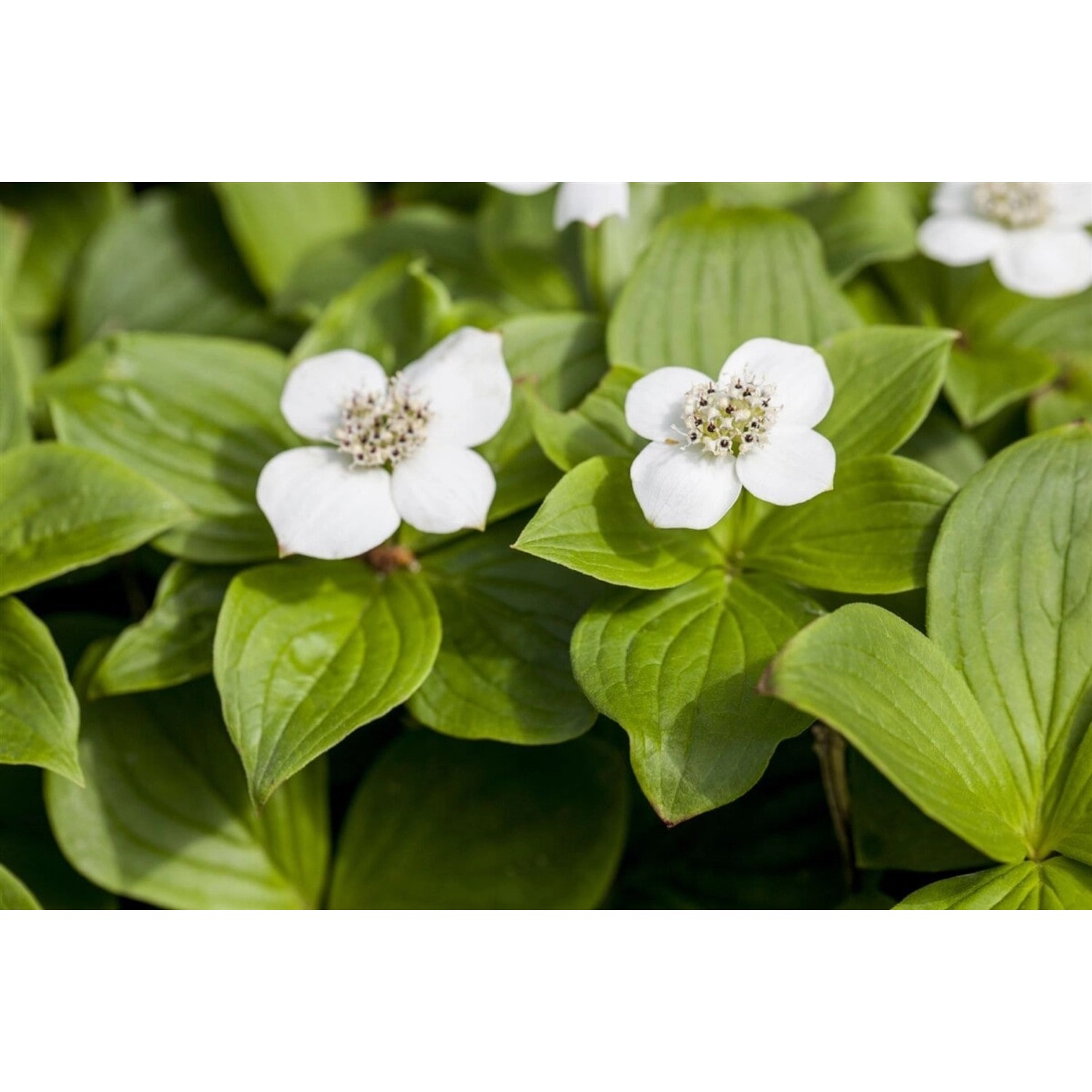Cornus Canadensis Teppich-Hartriegel 15–20 cm Bodendeckend günstig online kaufen