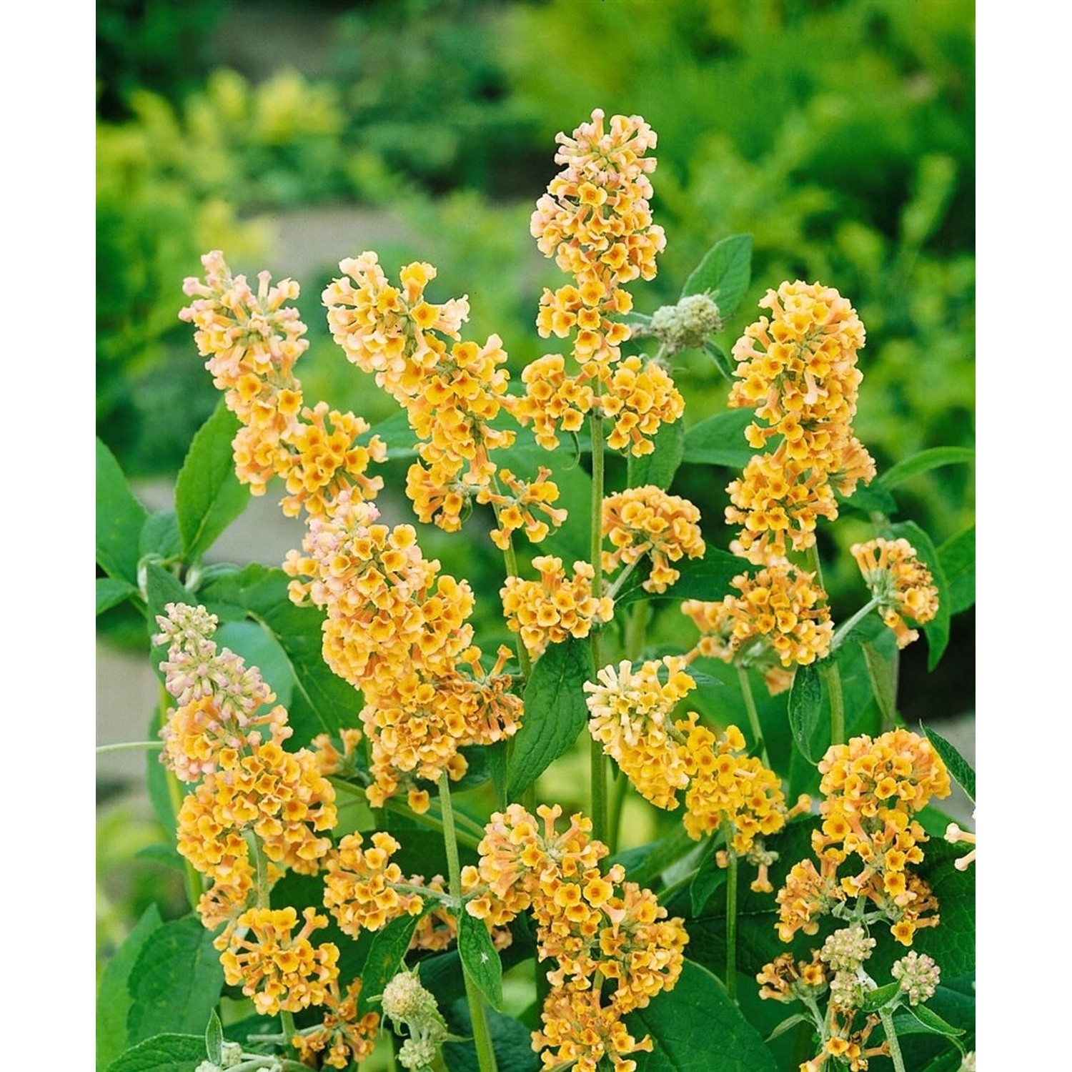 Buddleja Weyeriana Schmetterlingsstrauch 80-100 cm günstig online kaufen
