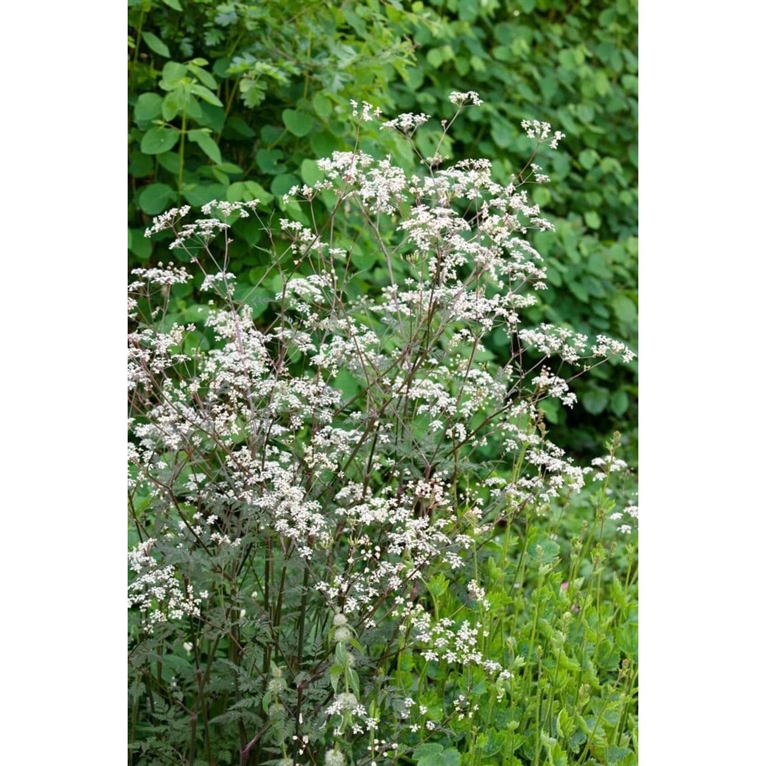 Anthriscus Sylvestris Ravenswing Wiesenkerbel Ca. 11x11 cm Topf günstig online kaufen