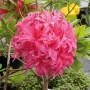 Hochstamm Azalee Homebush mit leuchtend pinkfarbener Blüte, Detailaufnahme.