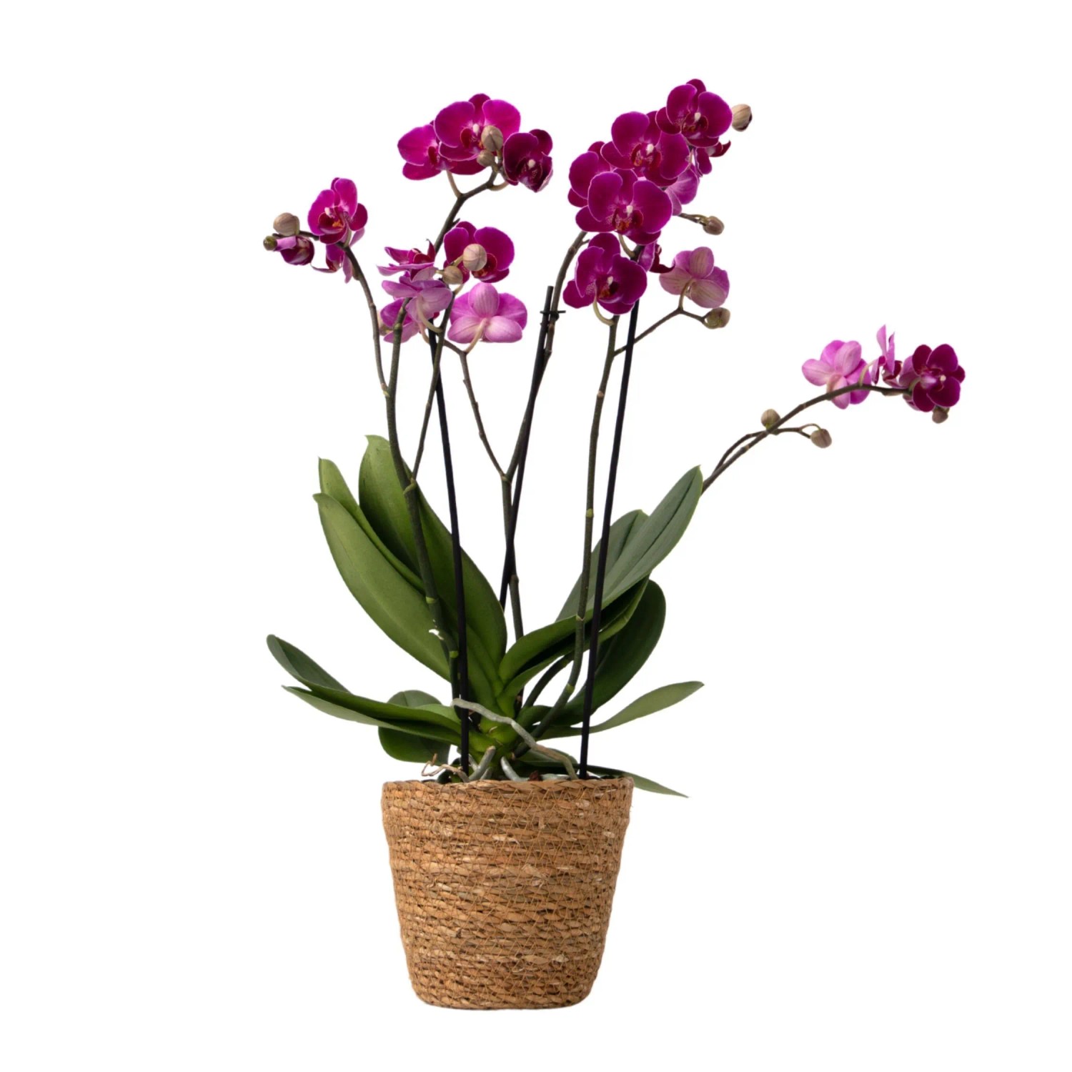 Plant In A Box Schmetterlingsorchidee Inkl. Dekorativer Korb Phalaenopsis Höhe 35cm Ø12 Lila