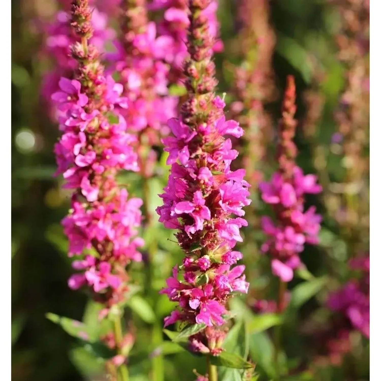 Blutweiderich Robin - Lythrum salicaria