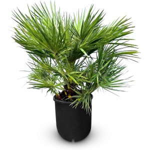 Europäische Zwergpalme Chamaerops Humilis im Topf, ca. 80 cm hoch, immergrün und winterhart.