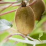 Kiwi 'Hayward' (Actinidia chinensis) im Topf, mit reifen, braunen Früchten und grünen Blättern.