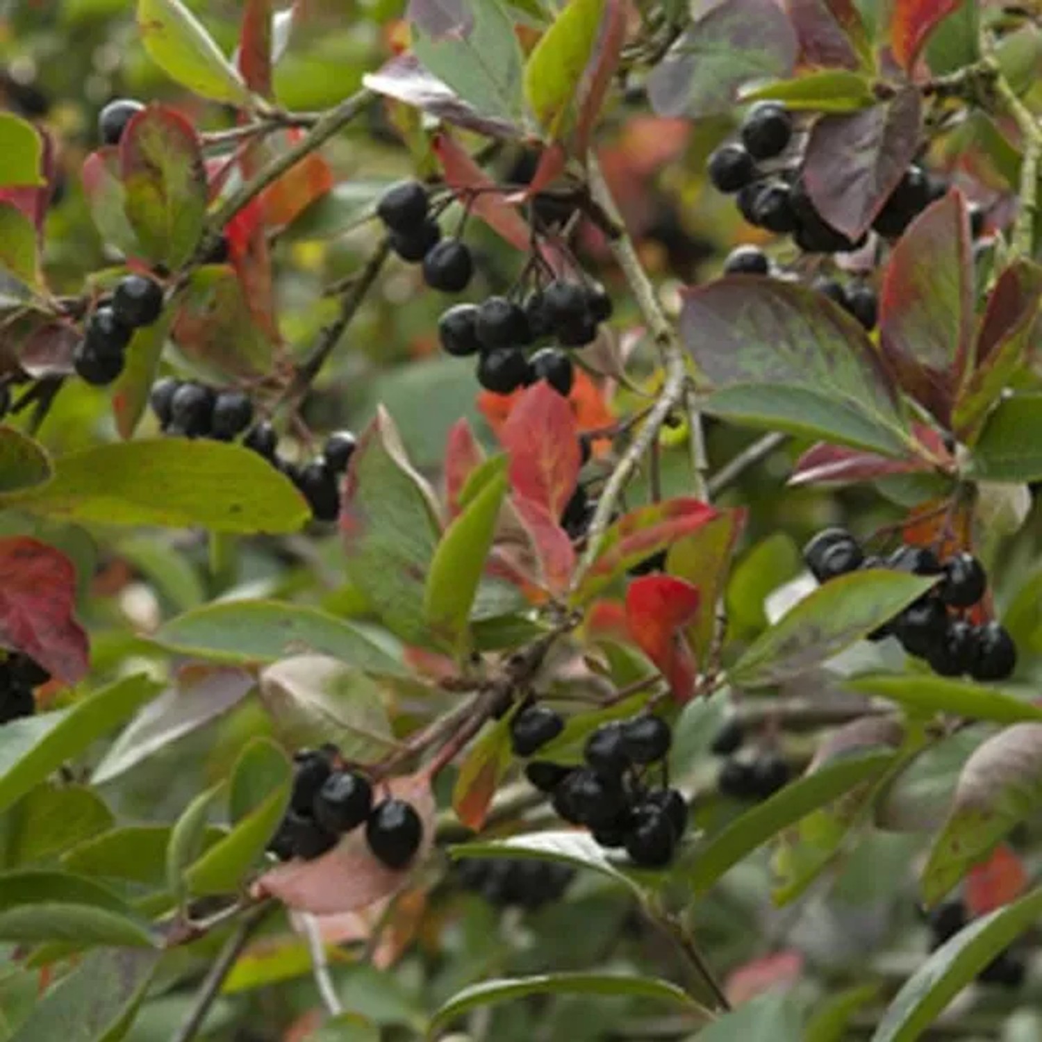 Apfelbeere 'Viking' Aronia prunifolia 40 bis 60 cm im Container Hoher Fruchtertrag