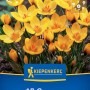 Kiepenkerl Blumenzwiebeln: 15 gelbe Krokus Goldilocks Blüten auf der Packung. Ideal für Garten & Kübel.