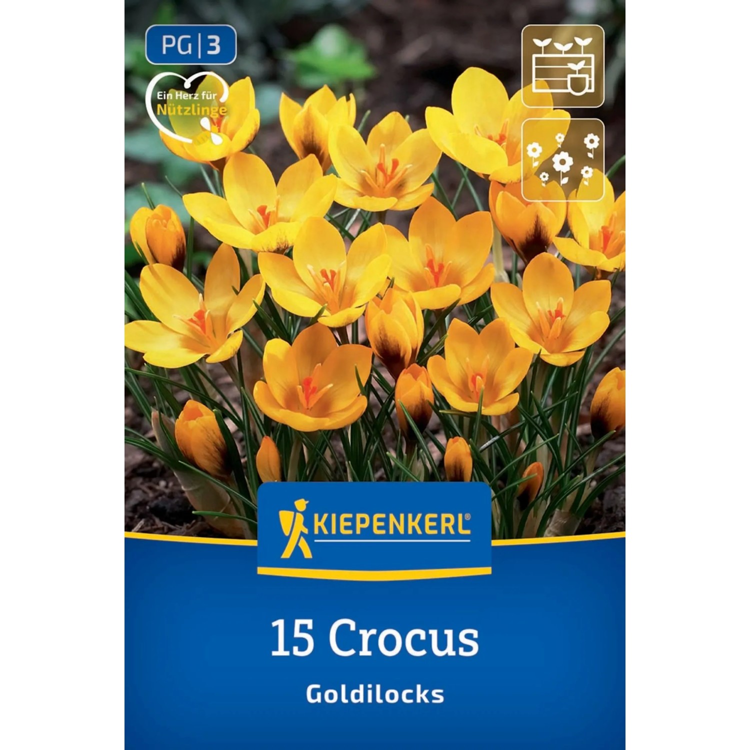Kiepenkerl Blumenzwiebeln: 15 gelbe Krokus Goldilocks Blüten auf der Packung. Ideal für Garten & Kübel.