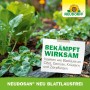 Neudorff Neudosan Neu Blattlausfrei Konzentrat im Einsatz gegen Blattläuse im Garten.