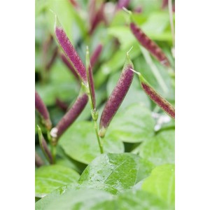 Nahaufnahme der Frühlingsplatterbse (Lathyrus vernus) im 9x9 cm Topf mit violetten Blütenständen.