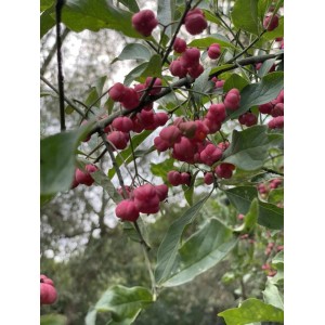 Baumfink Pfaffenhütchen Topfpflanze mit rosa Früchten und grünen Blättern.