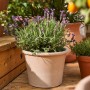 Echter Lavendel im Topf, ca. 30cm hoch, mit blau-violetten Blüten.