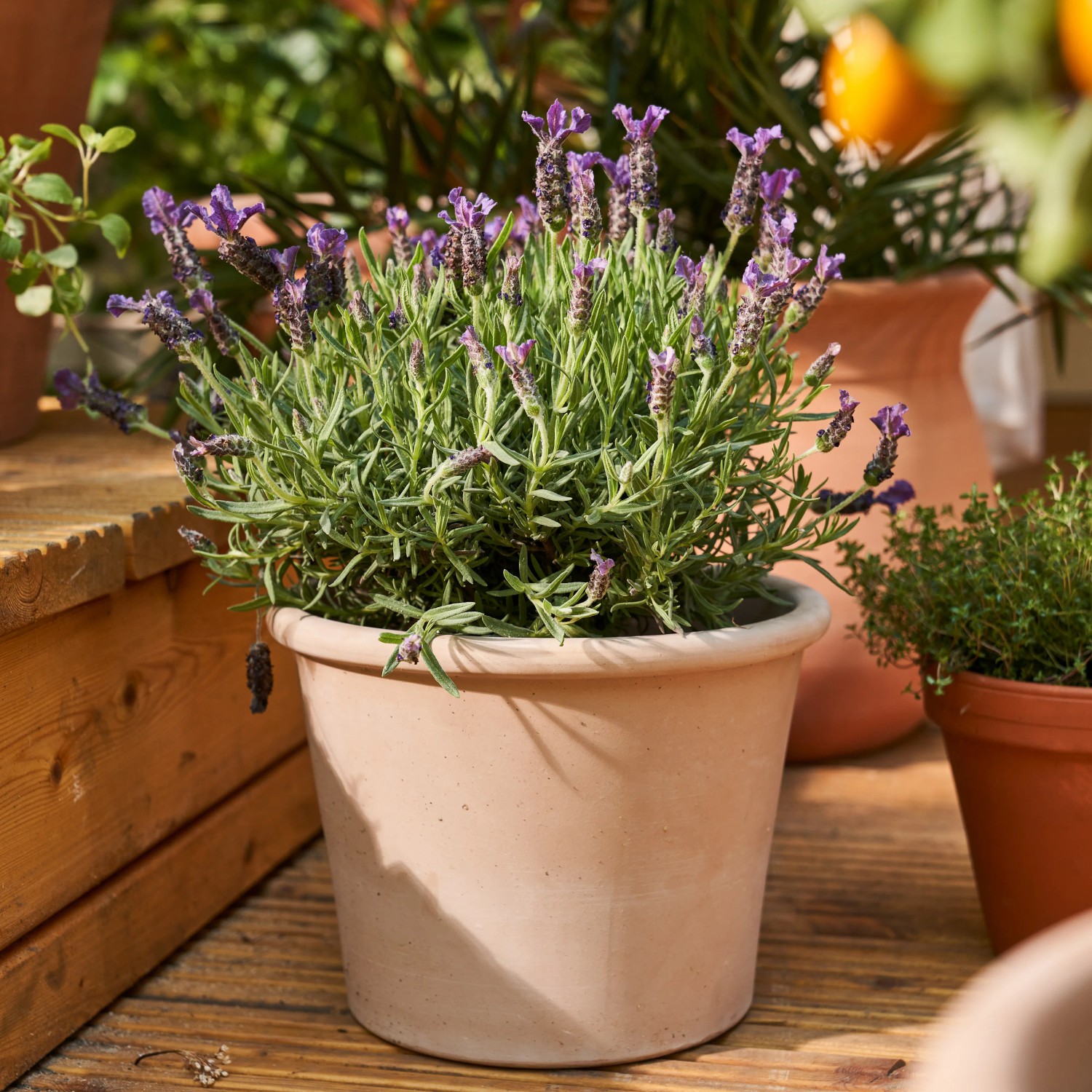 Echter Lavendel im Topf, ca. 30cm hoch, mit blau-violetten Blüten.