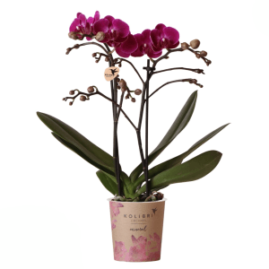 Schmetterlingsorchidee Moreli mit violetten Blüten im Topf, ca. 9 cm Ø.