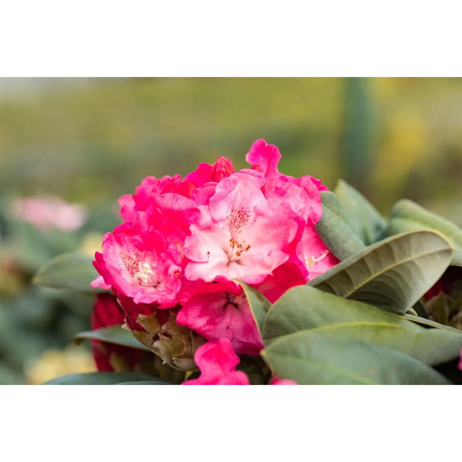 Pflanzen fr dich Rhododendron fr Kbel Yakushimanum Morgenrot rosa 30-40  cm kaufen bei OBI