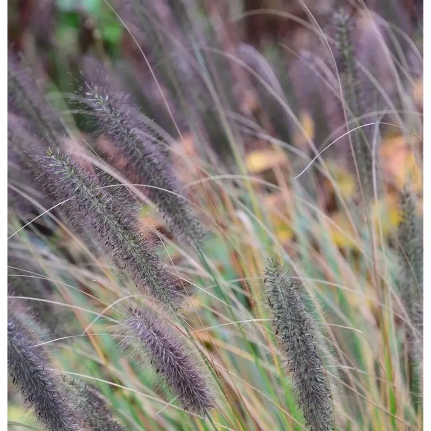 Lampenputzergras Viridescens - Pennisetum alopecuroides