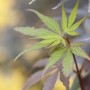 Nahaufnahme: Junger, grüner Japanischer Ahorn 'Skeeters Broom' mit filigranen Blättern.