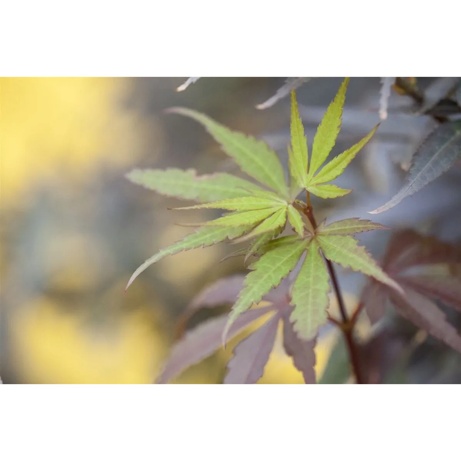 Nahaufnahme: Junger, grüner Japanischer Ahorn 'Skeeters Broom' mit filigranen Blättern.