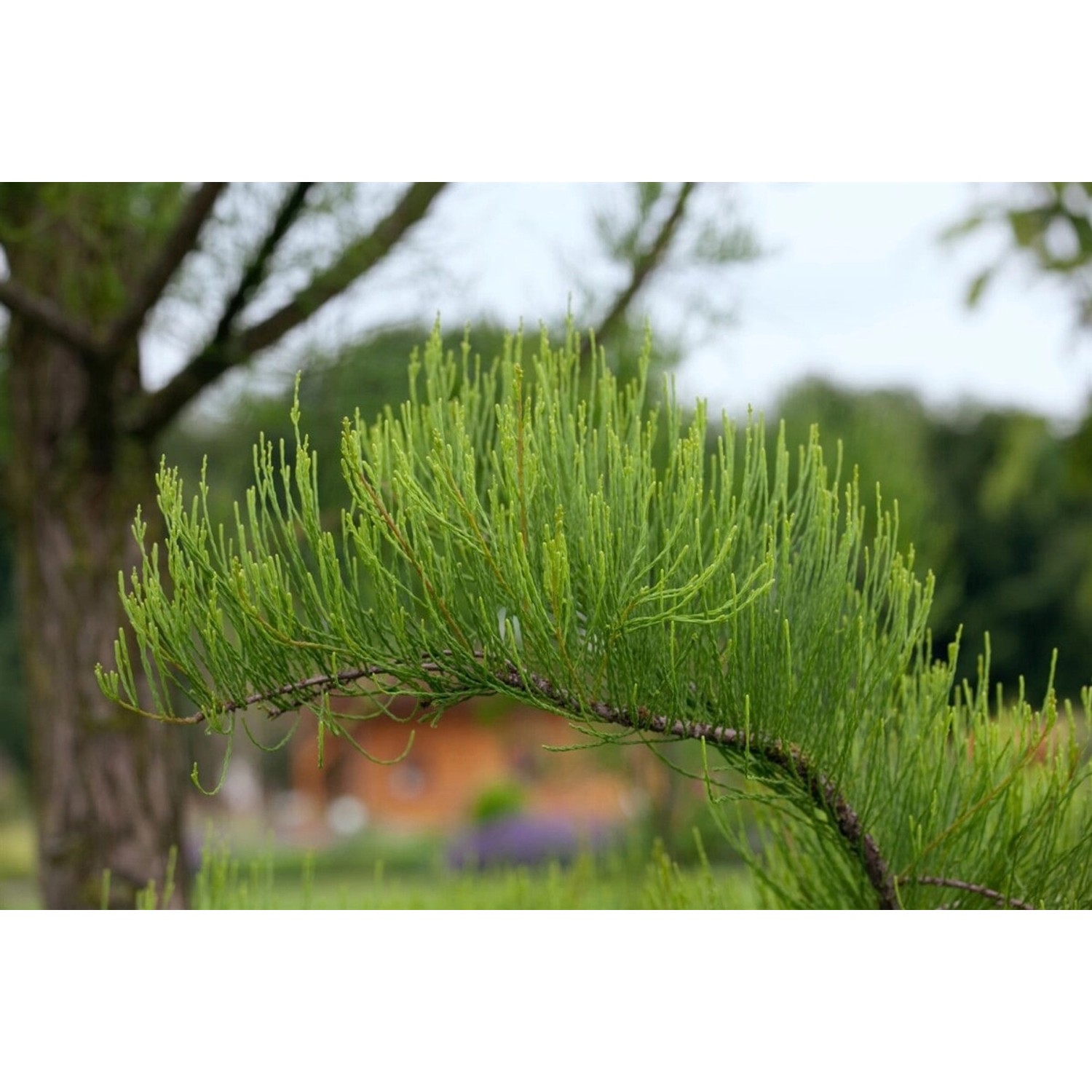 Taxodium Distichum Nutans Sumpfzypresse 80–100 cm günstig online kaufen