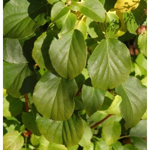 Nahaufnahme der grünen Blätter einer Kletterhortensie Cordifolia.