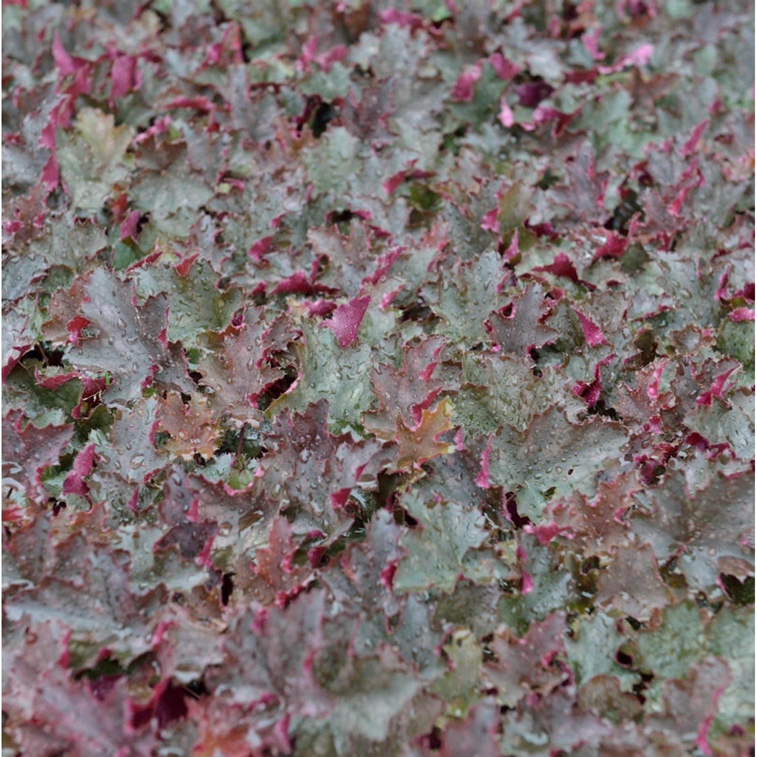 Purpurglöckchen Stormy Seas - Heuchera micrantha günstig online kaufen