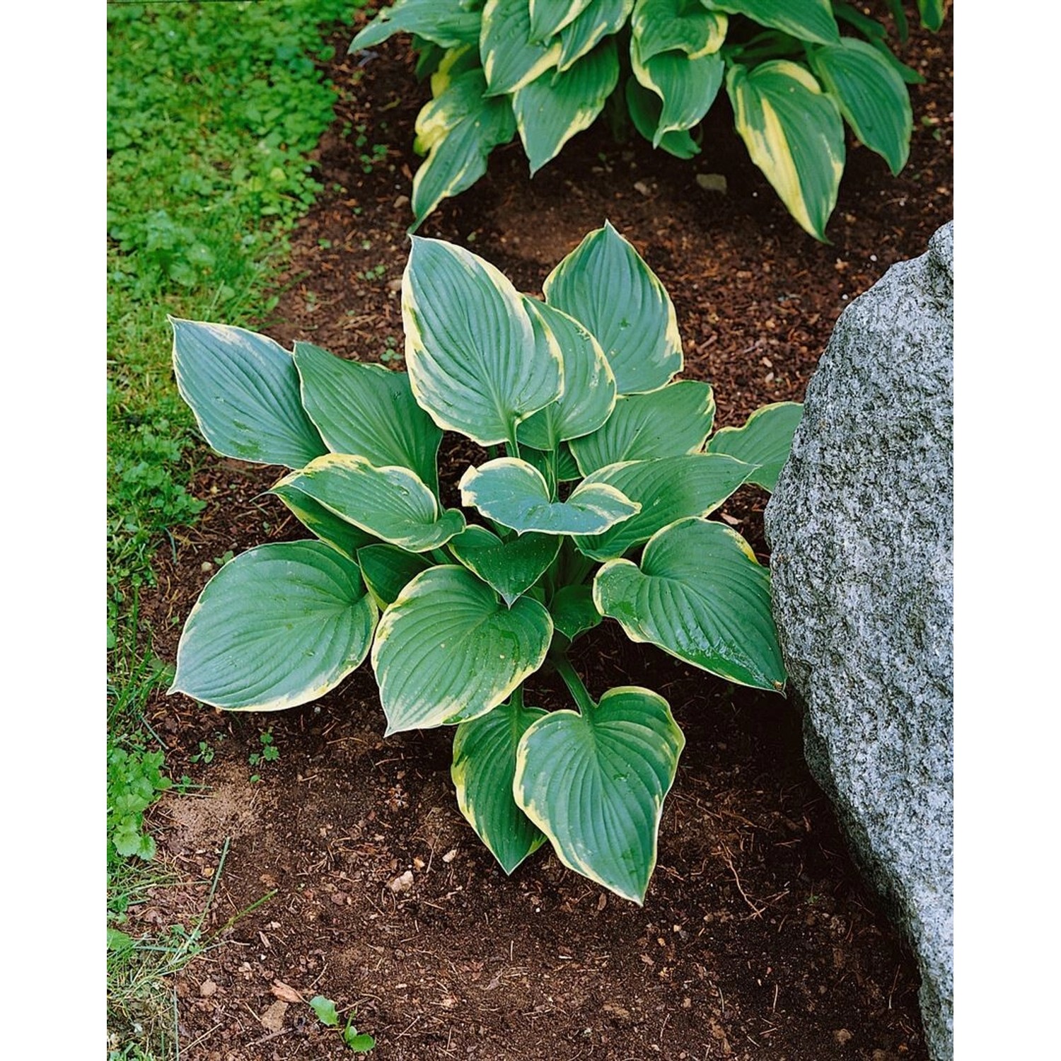 Hosta X Cult. Fringe Benefit Funkie Ca. 11x11 cm Topf günstig online kaufen