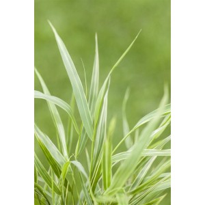 Nahaufnahme des gestreiften Japanischen Berggrases 'Strip It Rich'.