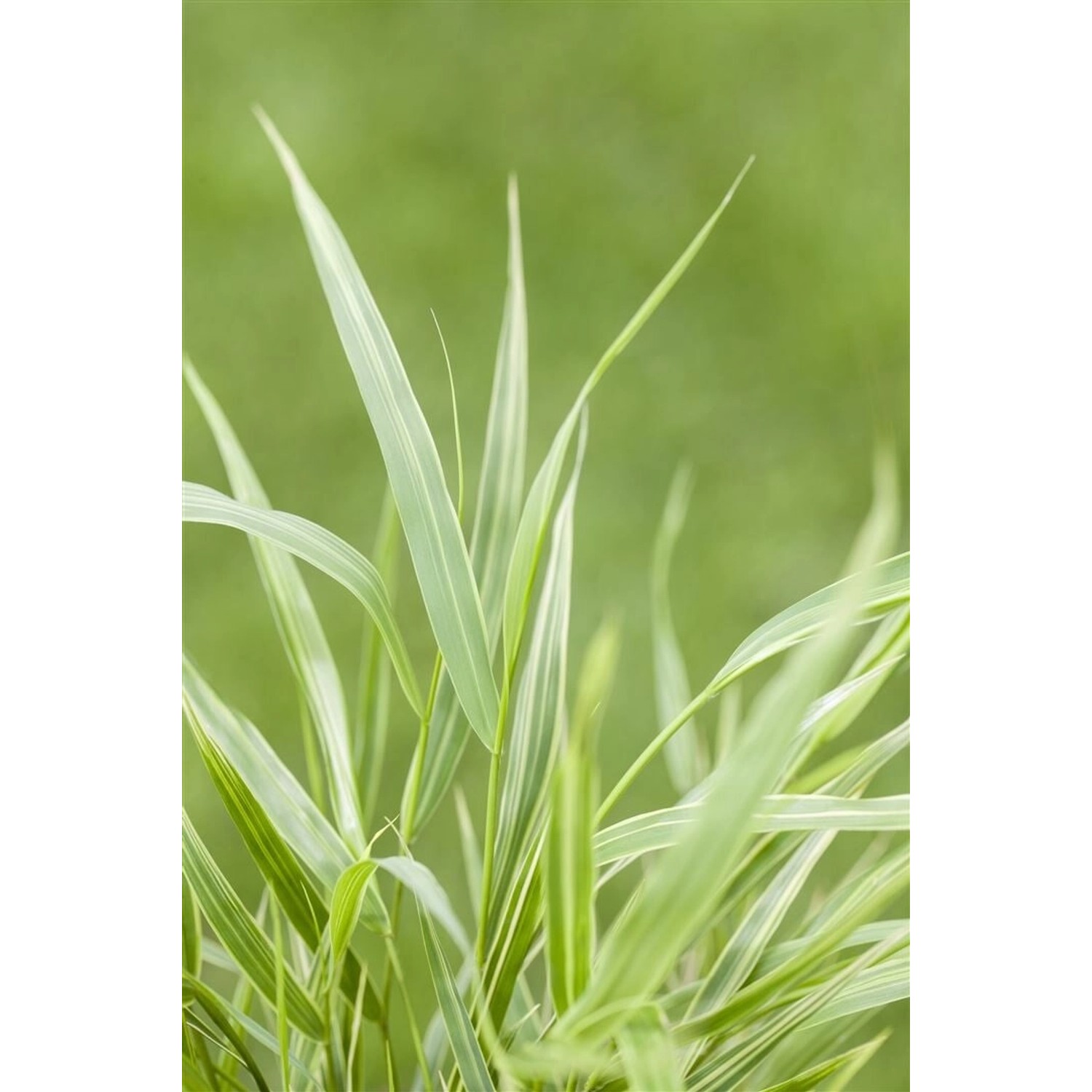 Hakonechloa Macra Strip It Rich Japanisches Berggras Ca. 11x11 cm Topf günstig online kaufen