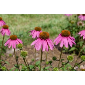 Rosa Sonnenhut 'Kim's Knee High' im Topf, eine attraktive Staude für Beet und Kübel.