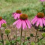 Rosa Sonnenhut 'Kim's Knee High' im Topf, eine attraktive Staude für Beet und Kübel.