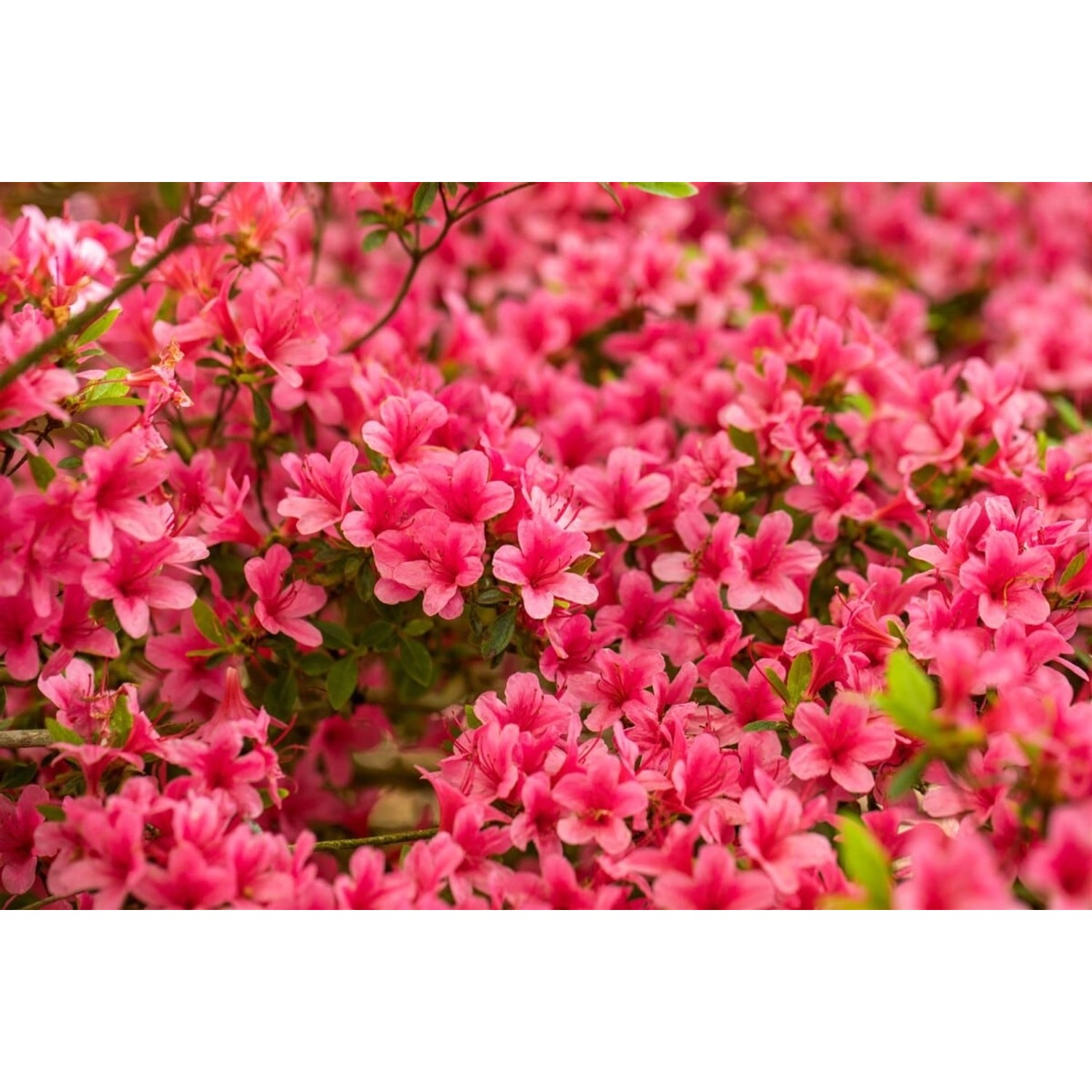 Rhododendron Obtusum Arabesk Azalee Rosa Blüten 20–25 cm günstig online kaufen