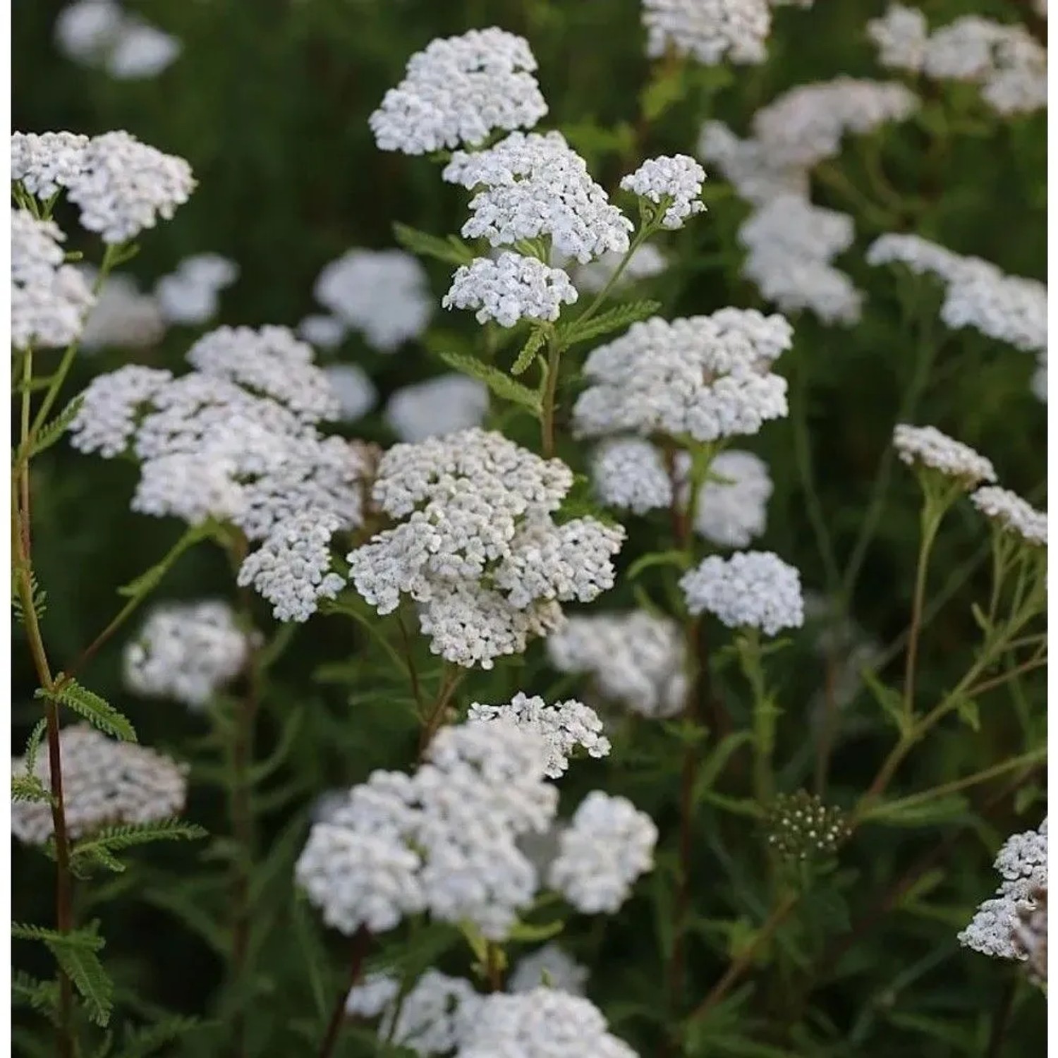 Schafgarbe White Beauty - Achillea millefolium
