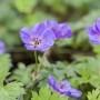 Violette Storchschnabel Rozanne (Geranium Wallichianum) Staude im 11x11 cm Topf.