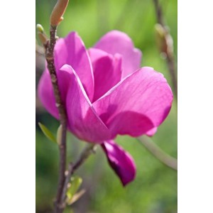 Nahaufnahme einer tiefroten Blüte der Magnolia Cleopatra Magnolie.