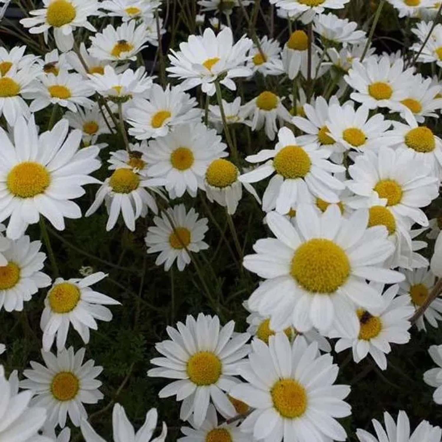 6 x Karpaten-Hundskamille 'Karpatenschnee' Anthemis carpatica Topf 9cm Weiße Blüten