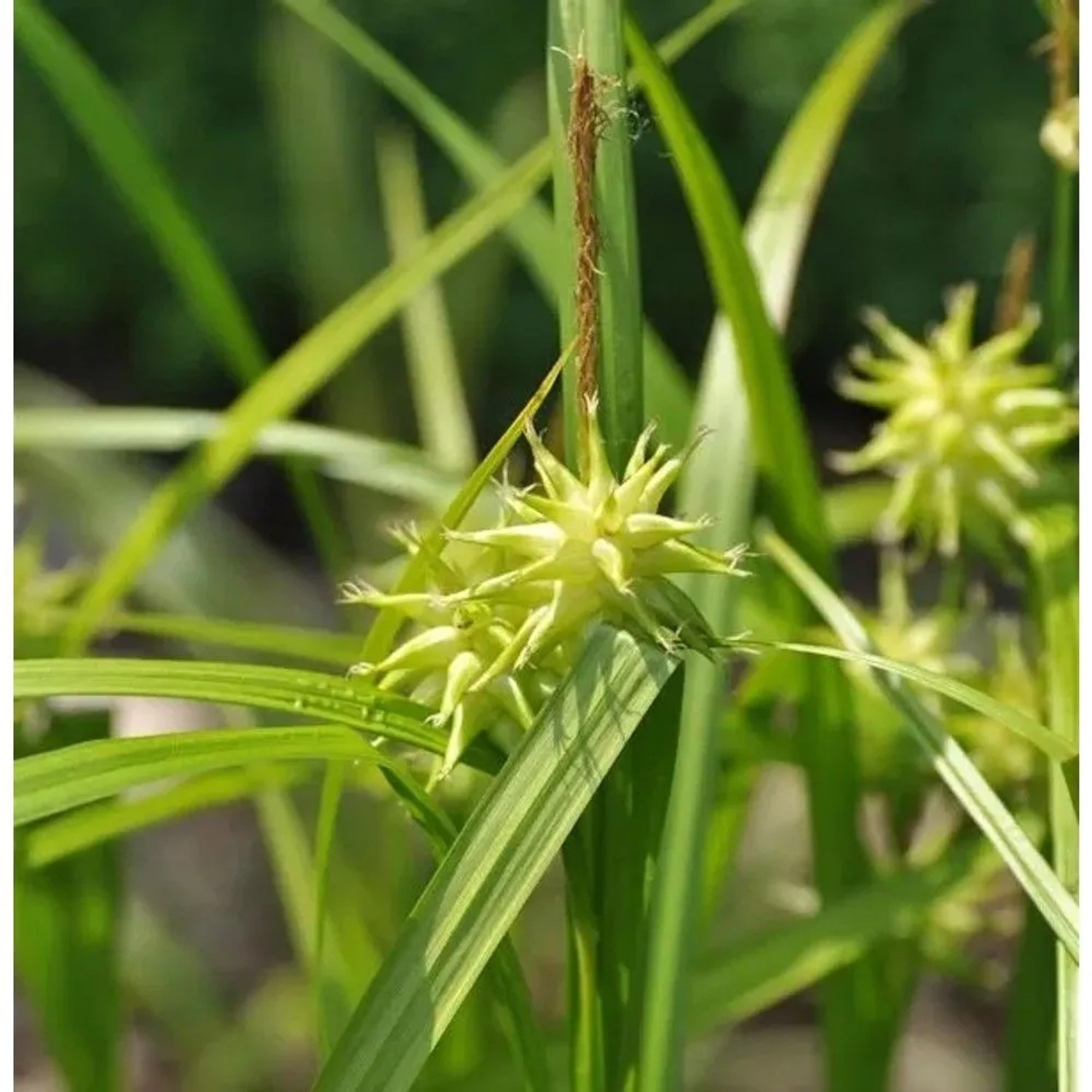 Morgensternsegge Saladin - großer Topf - Carex grayi