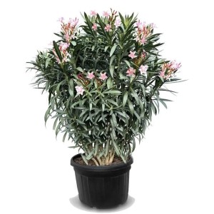 Rosa Oleander (220/240 cm) im Topf. Immergrüne, mediterrane Pflanze für den Garten.